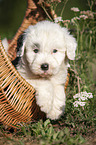 Old English Sheepdog Puppy in the basket