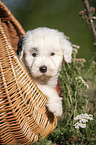 Old English Sheepdog Puppy in the basket