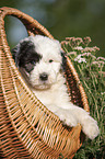 Old English Sheepdog Puppy in the basket