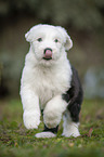 running Old English Sheepdog Puppy