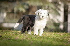 standing Old English Sheepdog Puppy