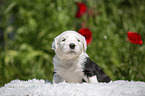 Old English Sheepdog Puppy