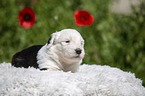 Old English Sheepdog Puppy