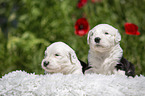 Old English Sheepdog Puppy