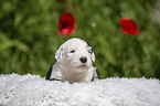 Old English Sheepdog Puppy