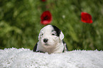Old English Sheepdog Puppy