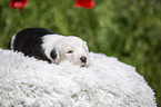 Old English Sheepdog Puppy