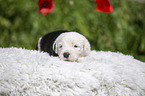 Old English Sheepdog Puppy