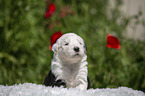 Old English Sheepdog Puppy