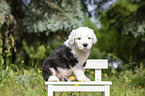 sitting Old English Sheepdog Puppy