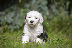 sitting Old English Sheepdog Puppy