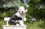 sitting Old English Sheepdog Puppy