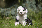 sitting Old English Sheepdog Puppy