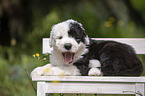 lying Old English Sheepdog Puppy