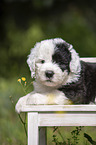 lying Old English Sheepdog Puppy