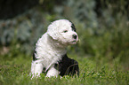 sitting Old English Sheepdog Puppy