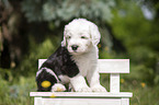 sitting Old English Sheepdog Puppy