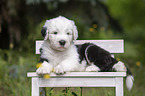 lying Old English Sheepdog Puppy