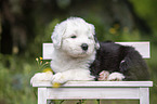 lying Old English Sheepdog Puppy