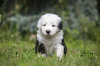 sitting Old English Sheepdog Puppy