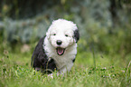 Old English Sheepdog Puppy