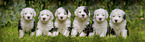 sitting Old English Sheepdog Puppies