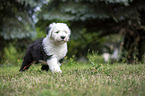 running Old English Sheepdog Puppy