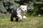 running Old English Sheepdog Puppy