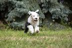 running Old English Sheepdog Puppy