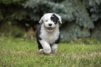 running Old English Sheepdog Puppy