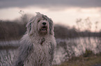 Bobtail portrait