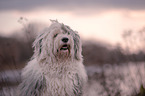 Bobtail portrait