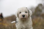 Bobtail Puppy