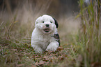 Bobtail puppy