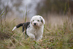 Bobtail Puppy