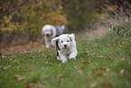 Bobtail Puppy