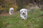 Bobtail Puppy