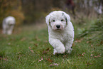 Bobtail Puppy