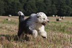 running Bobtail