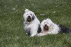 female Bobtails