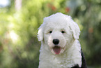 Bobtail Puppy