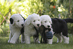 Bobtail Puppies