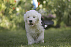 Bobtail Puppy