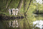 dogs