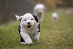Bobtails