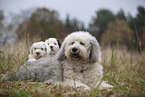 Bobtails