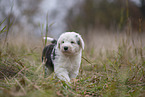 Bobtail Puppy