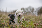 Bobtail Puppy