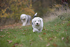 Bobtails