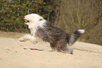 Old English Sheepdog